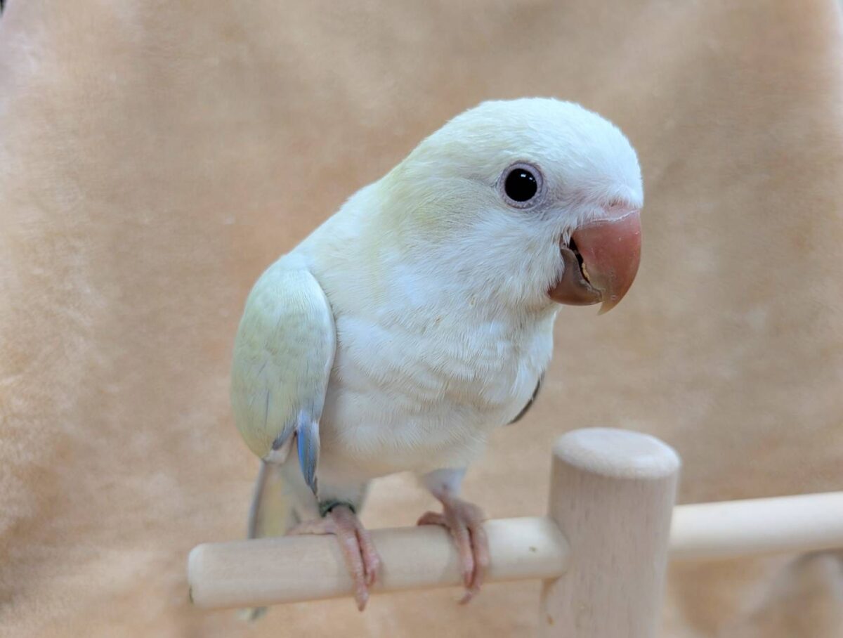 【最新画像】ファンシーポップ🍬🪅🫧オキナインコ(アクアブルーパリドオパーリン) オキナインコ