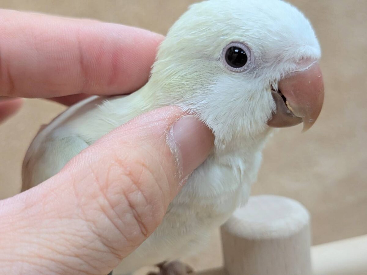 【最新画像】ファンシーポップ🍬🪅🫧オキナインコ(アクアブルーパリドオパーリン) オキナインコ