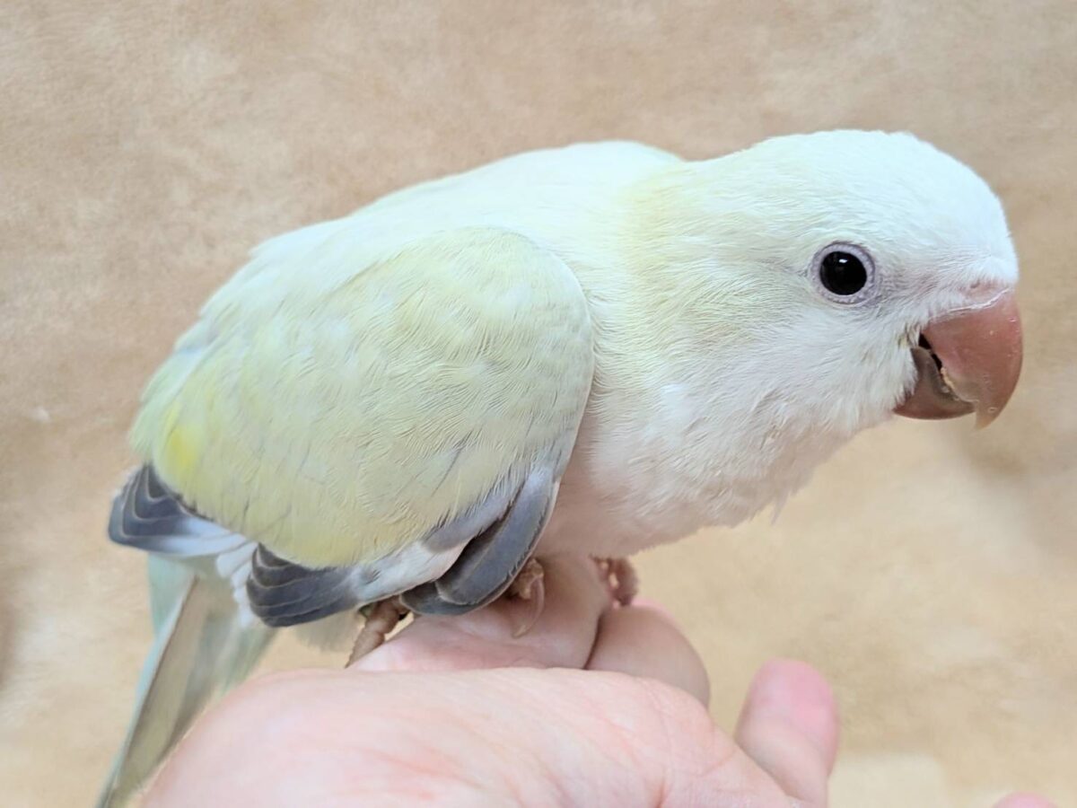 【最新画像】ファンシーポップ🍬🪅🫧オキナインコ(アクアブルーパリドオパーリン) オキナインコ
