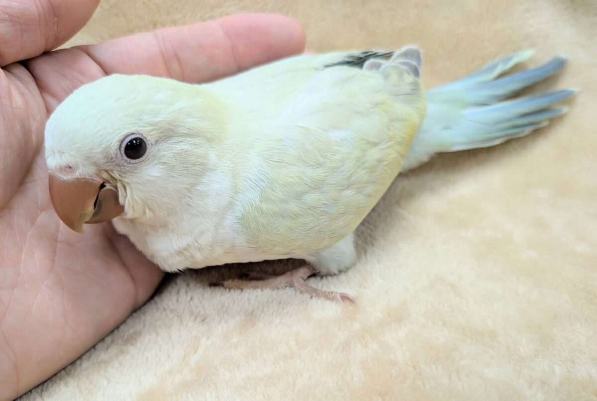 【最新画像】ファンシーポップ🍬🪅🫧オキナインコ(アクアブルーパリドオパーリン) オキナインコ