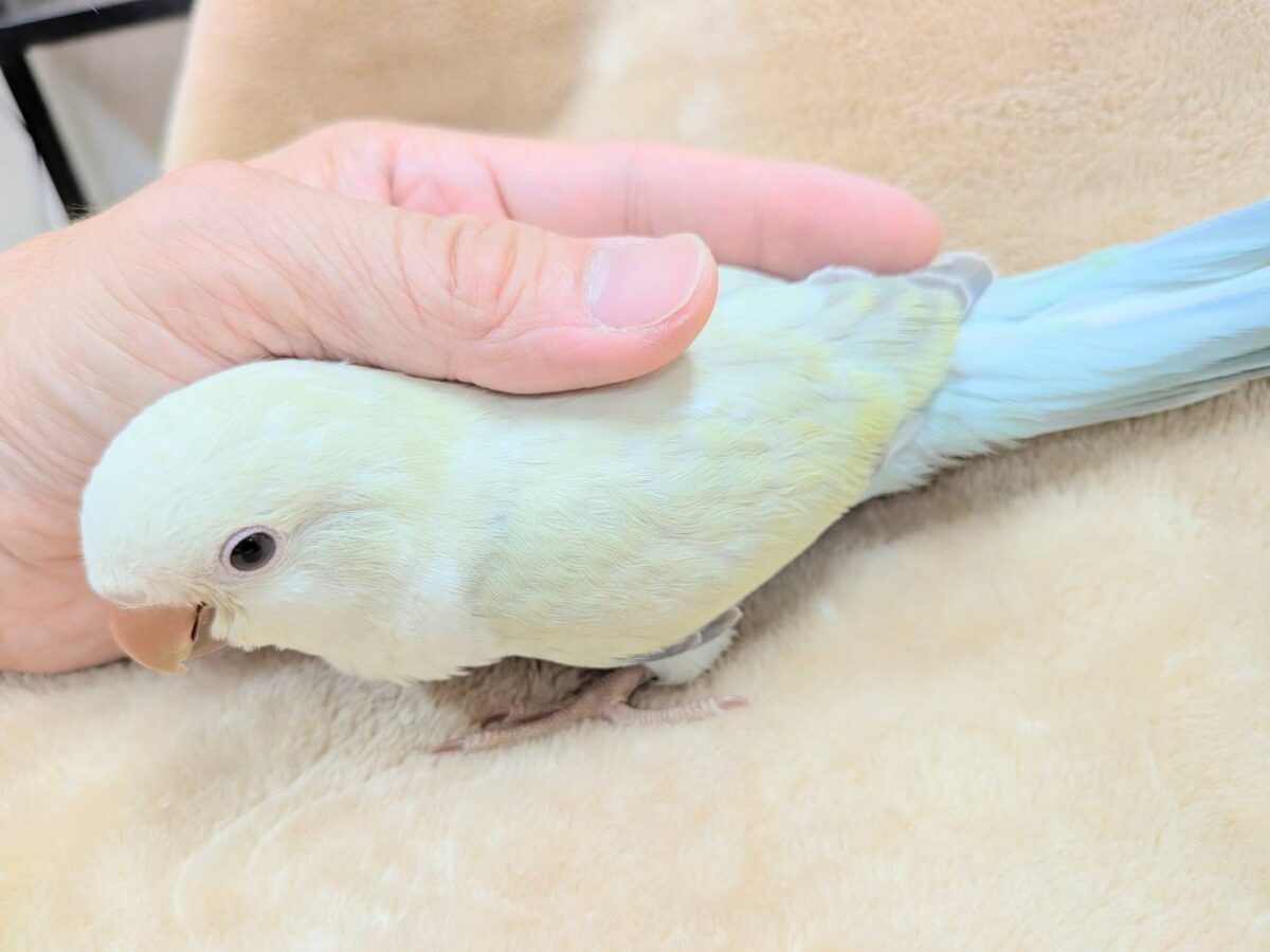 【最新画像】ファンシーポップ🍬🪅🫧オキナインコ(アクアブルーパリドオパーリン) オキナインコ