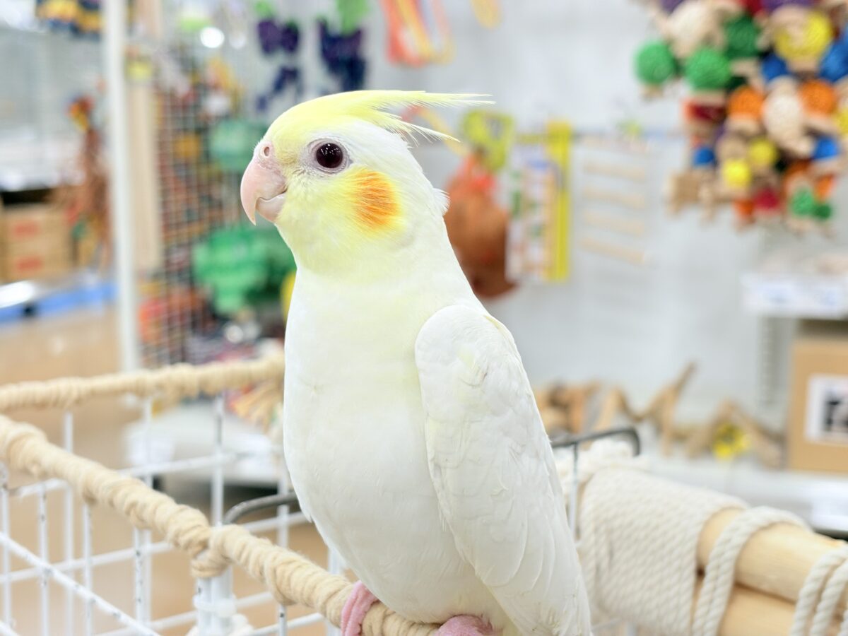 オカメインコ