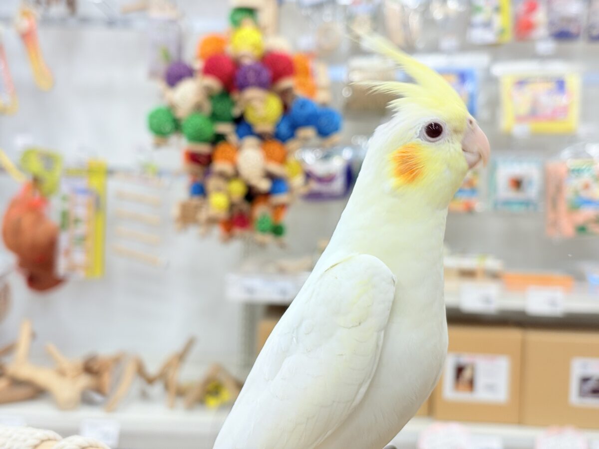 オカメインコ