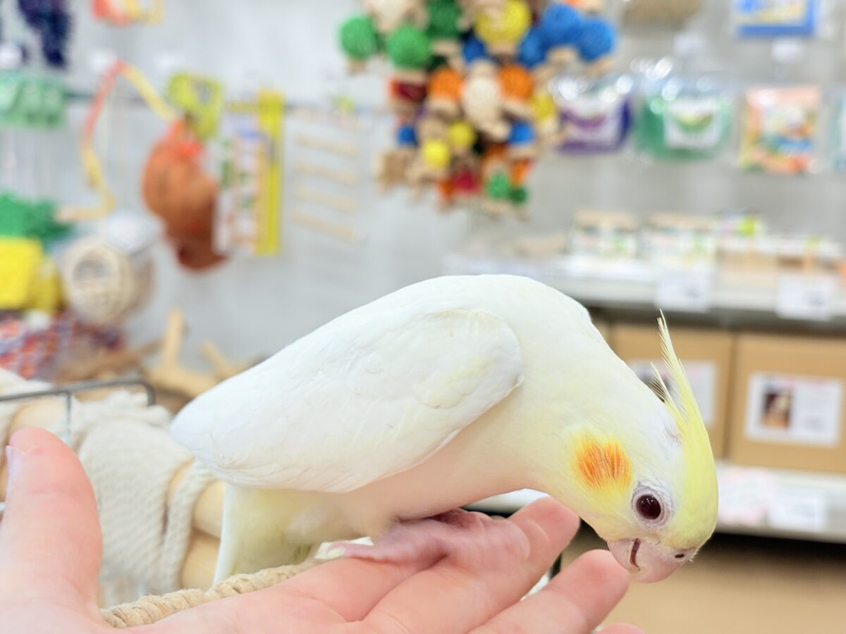 オカメインコ