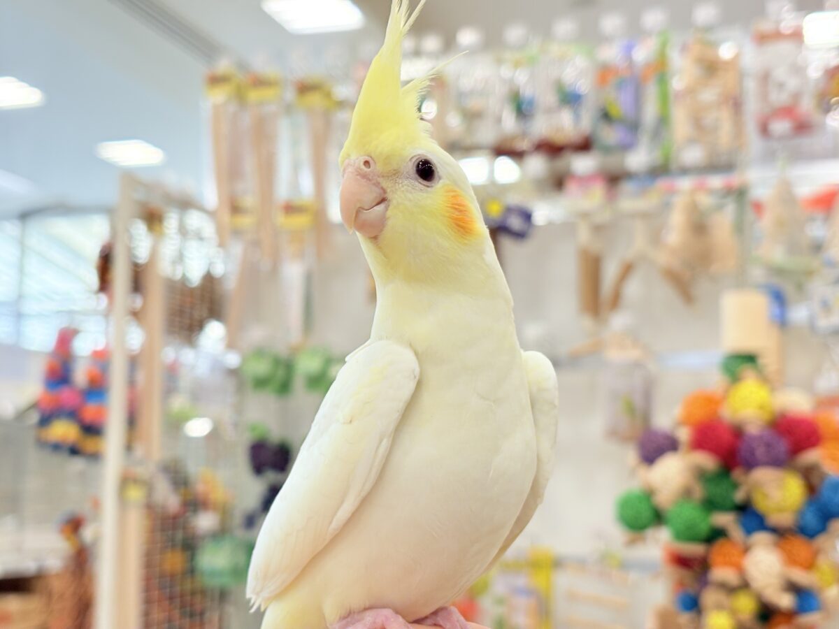 オカメインコ