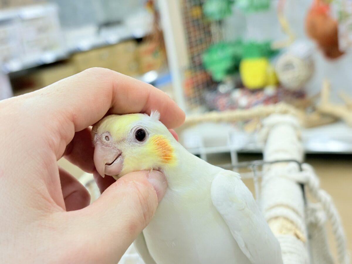 オカメインコ