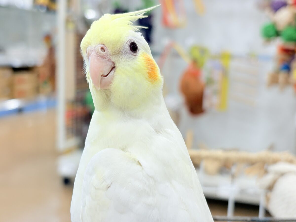 オカメインコ