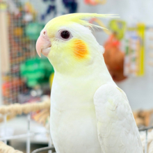 透明感たっぷりの美形さん🫧オカメインコ(ルチノー)