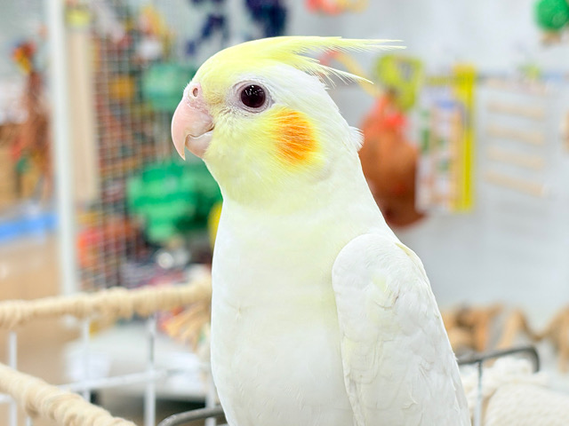 透明感たっぷりの美形さん🫧オカメインコ(ルチノー)