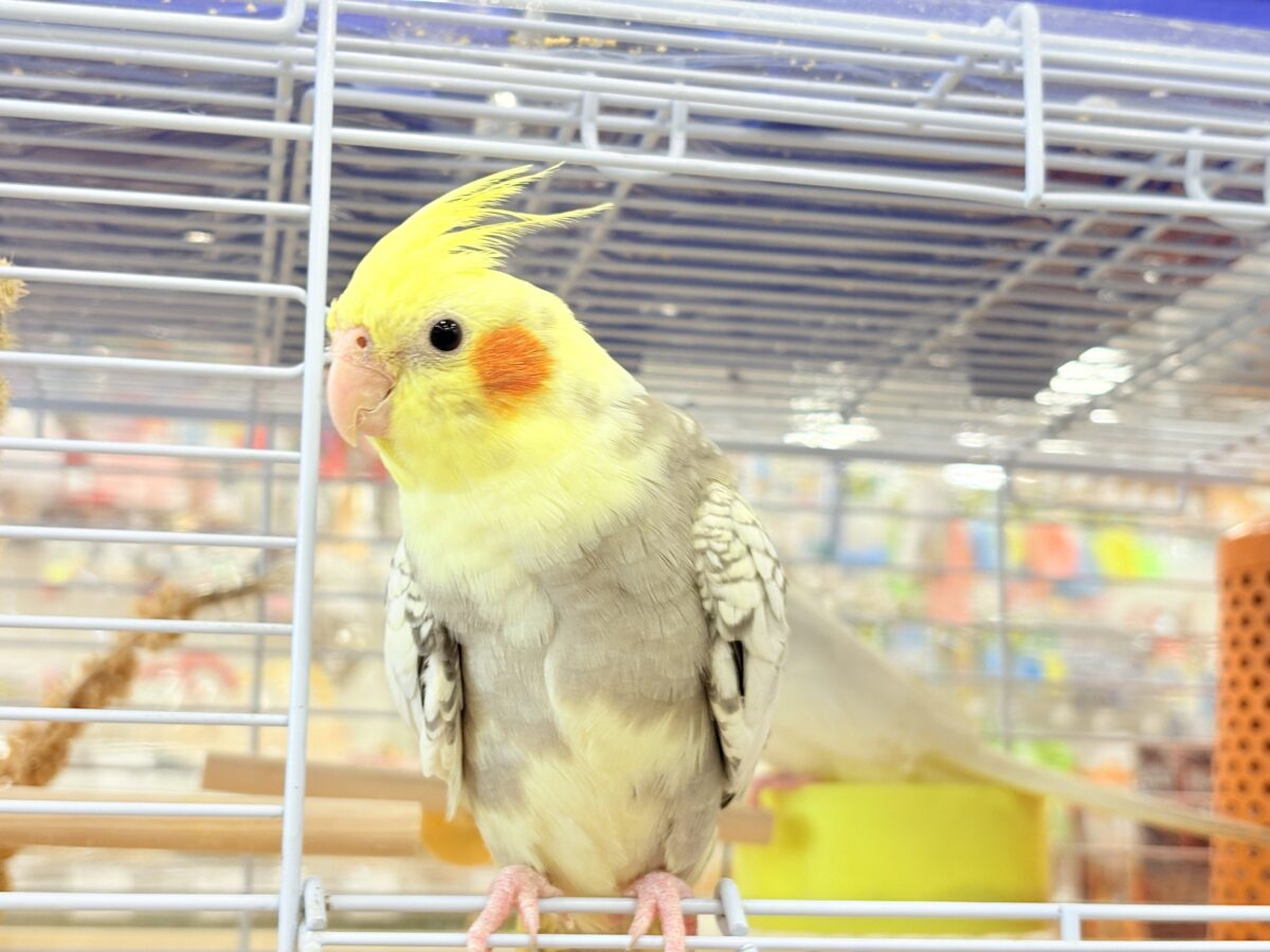 オカメインコ