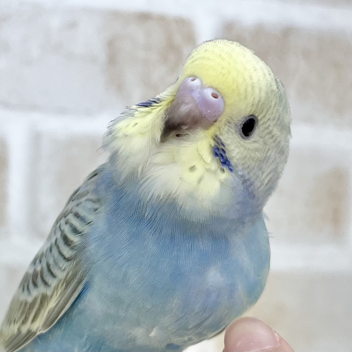 【🆙最新画像あり‼️】濃いめレインボー🌈✨　セキセイインコ（パステルレインボー）