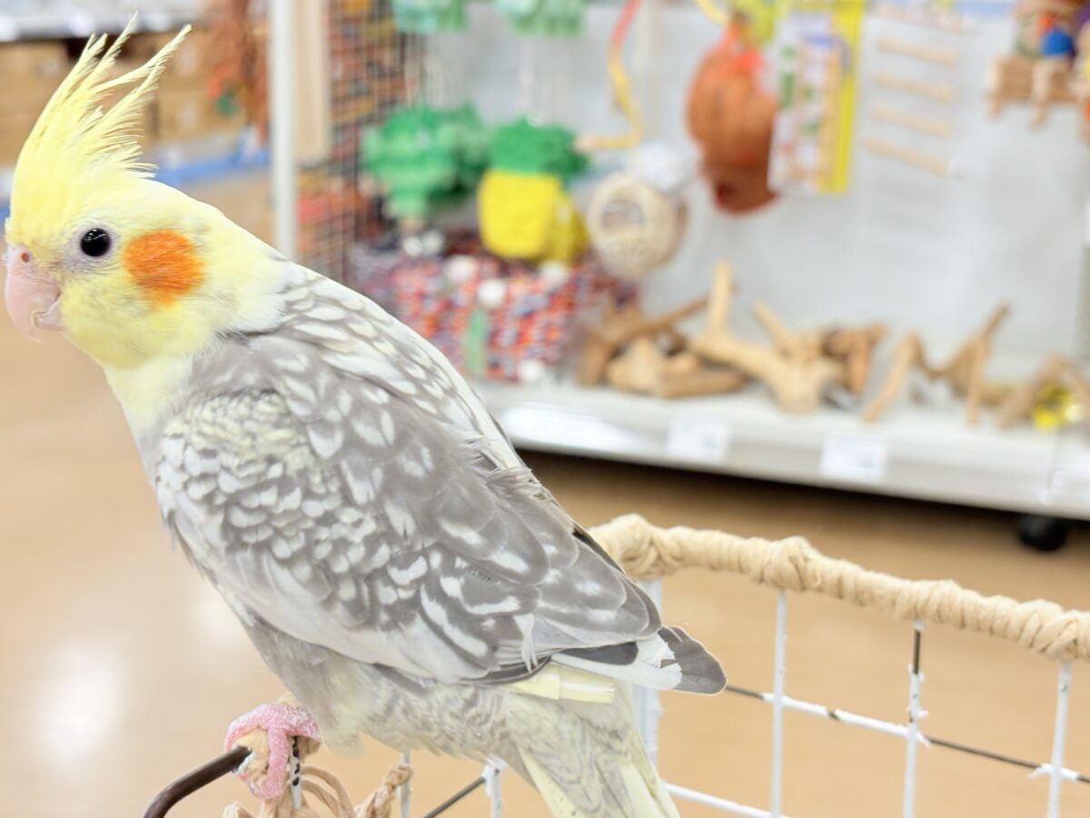 オカメインコ