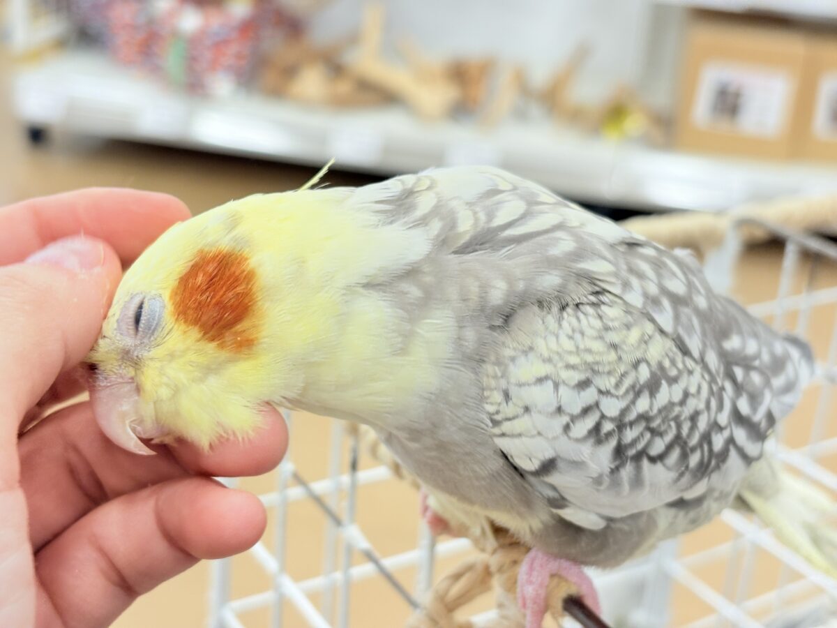 オカメインコ