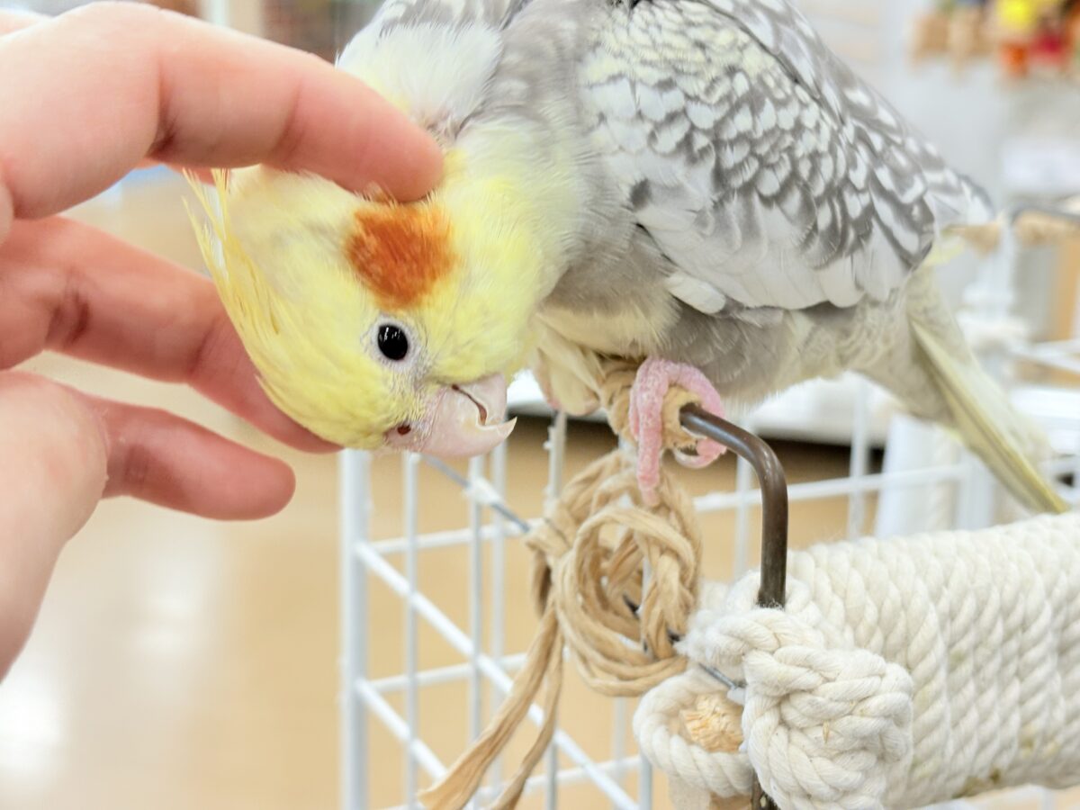オカメインコ