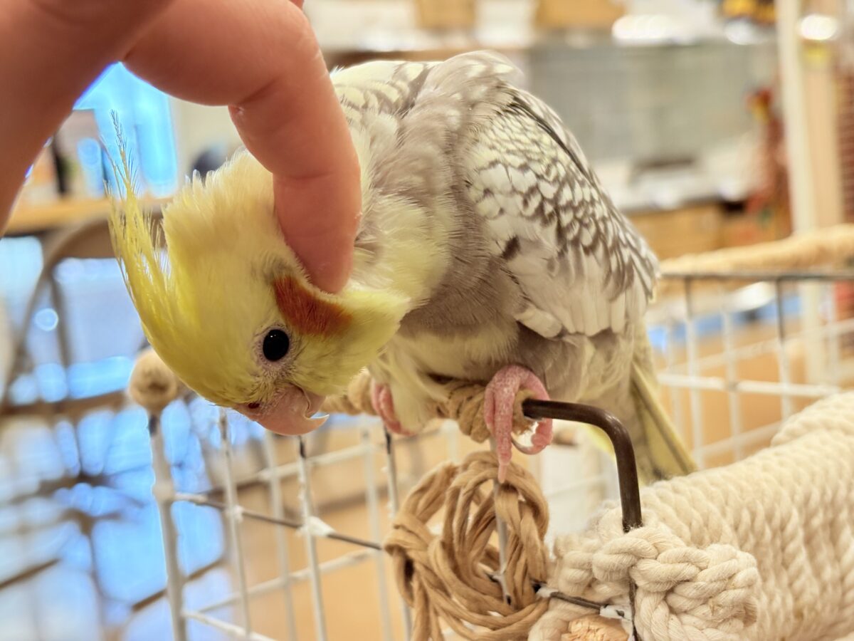 オカメインコ