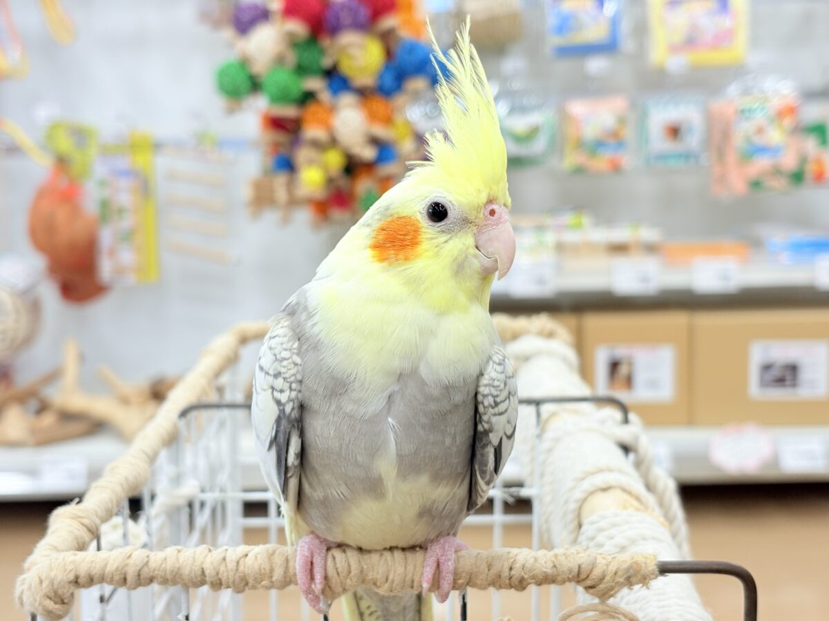 オカメインコ