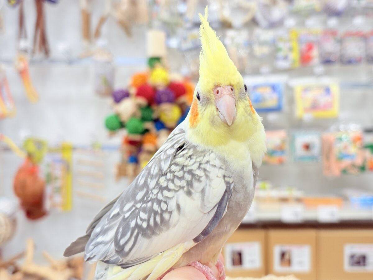 オカメインコ