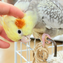たくさんなでて甘やかしてねっ🐥🪅オカメインコ(パールパイド)