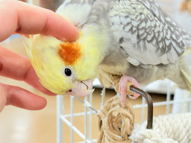 たくさんなでて甘やかしてねっ🐥🪅オカメインコ(パールパイド)