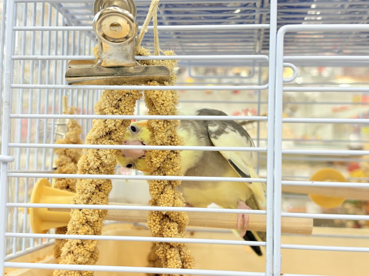 オカメインコ