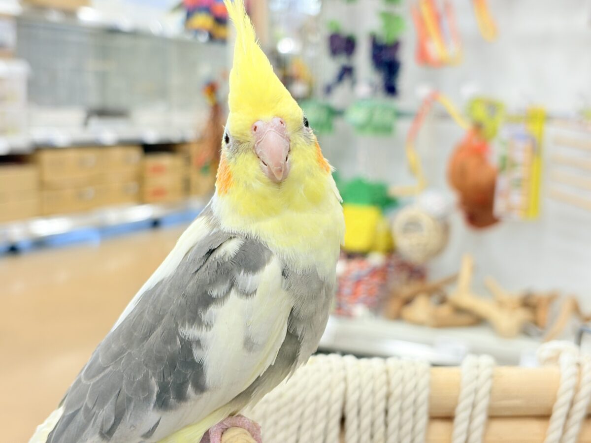 オカメインコ
