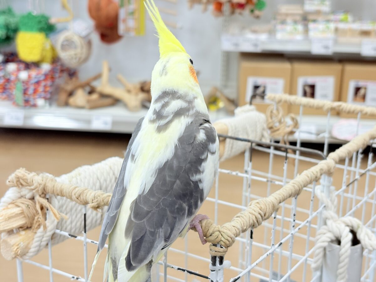 オカメインコ
