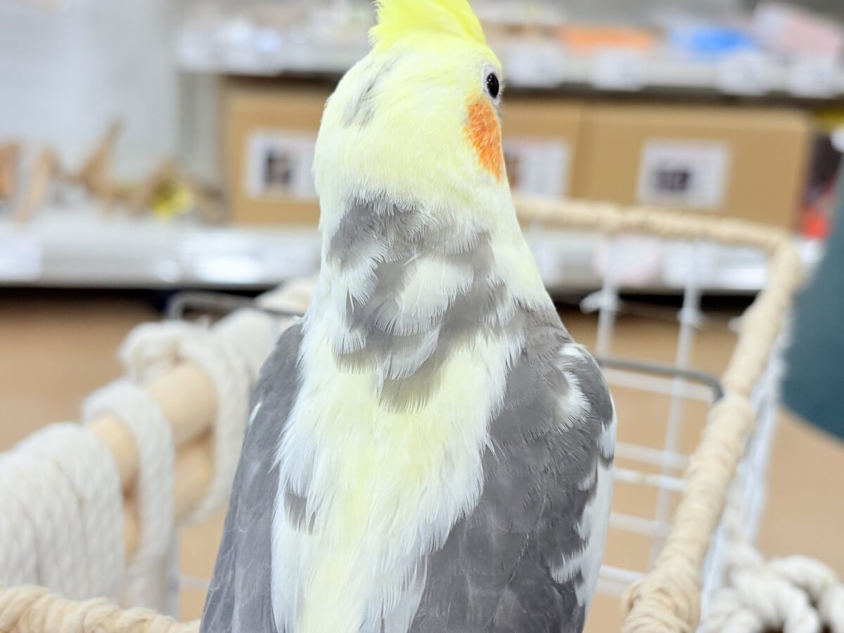 オカメインコ