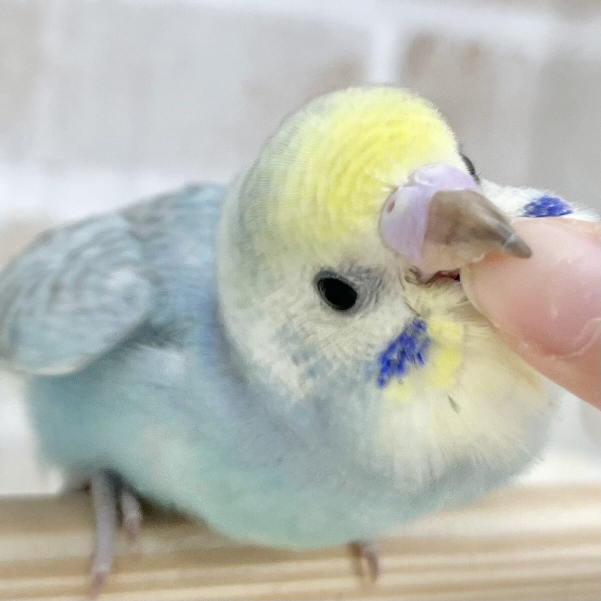 【🆙最新画像あり‼️】淡めレインボー🌈✨　セキセイインコ（パステルレインボー）