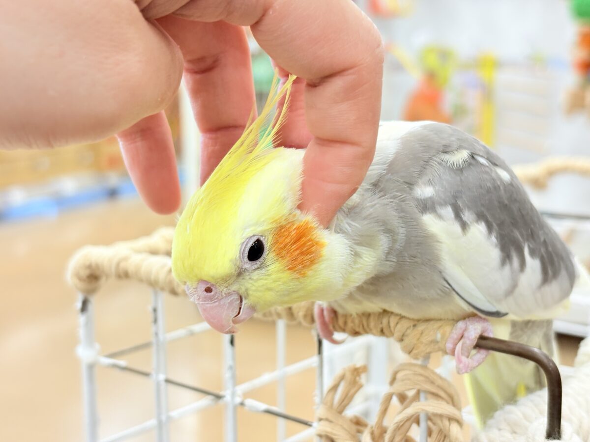 オカメインコ