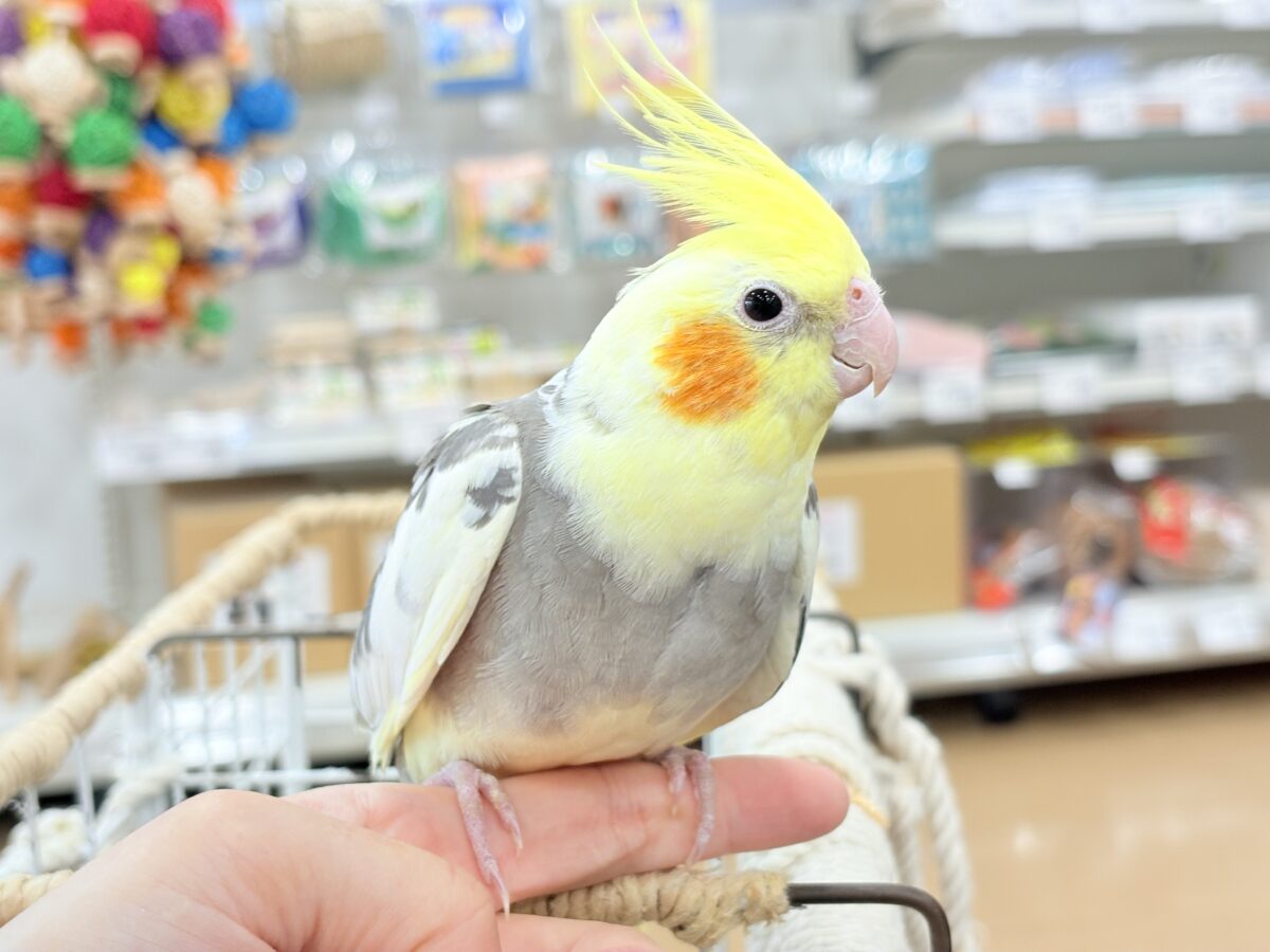 オカメインコ