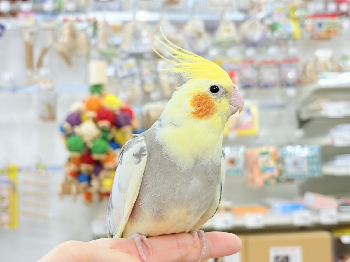 オカメインコ