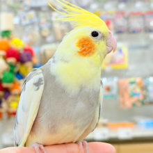 控えめに甘えさせてね？♡オカメインコ(パイド)