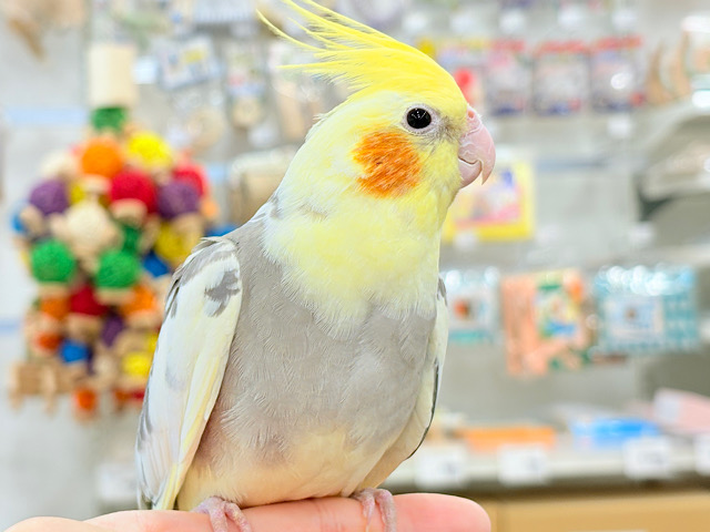 控えめに甘えさせてね？♡オカメインコ(パイド)