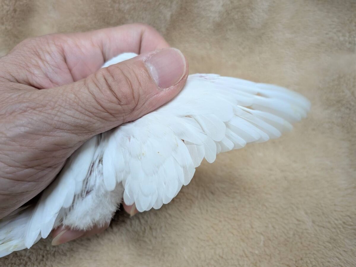 季節外れの雪ん子ちゃん🐣❄️セキセイインコ(アルビノ) ヒナ セキセイインコ
