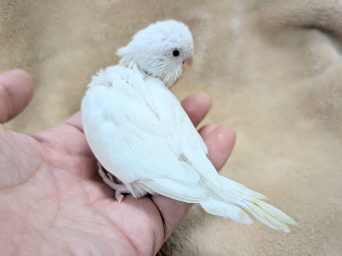 季節外れの雪ん子ちゃん🐣❄️セキセイインコ(アルビノ) ヒナ セキセイインコ