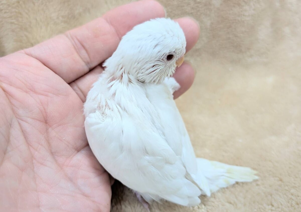 季節外れの雪ん子ちゃん🐣❄️セキセイインコ(アルビノ) ヒナ セキセイインコ