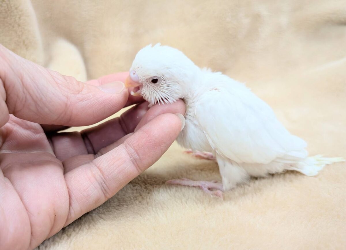 季節外れの雪ん子ちゃん🐣❄️セキセイインコ(アルビノ) ヒナ セキセイインコ