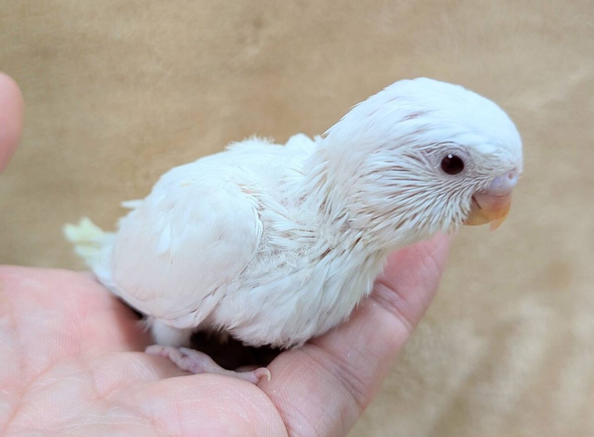 季節外れの雪ん子ちゃん🐣❄️セキセイインコ(アルビノ) ヒナ セキセイインコ