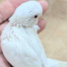 季節外れの雪ん子ちゃん🐣❄️セキセイインコ(アルビノ) ヒナ