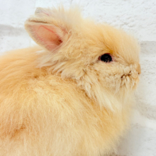 もっふもふのぬいぐるみ🐰🧡アンゴララビット(オレンジ) 男の子
