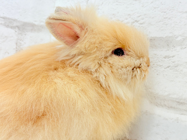 もっふもふのぬいぐるみ🐰🧡アンゴララビット(オレンジ) 男の子