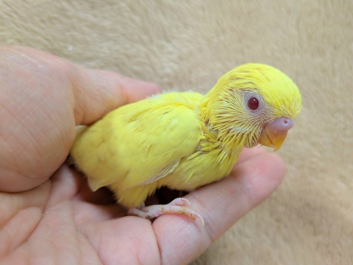 【最新画像】まっきっきーのヒヨコちゃん🐣💛セキセイインコ(ルチノー) ヒナ セキセイインコ