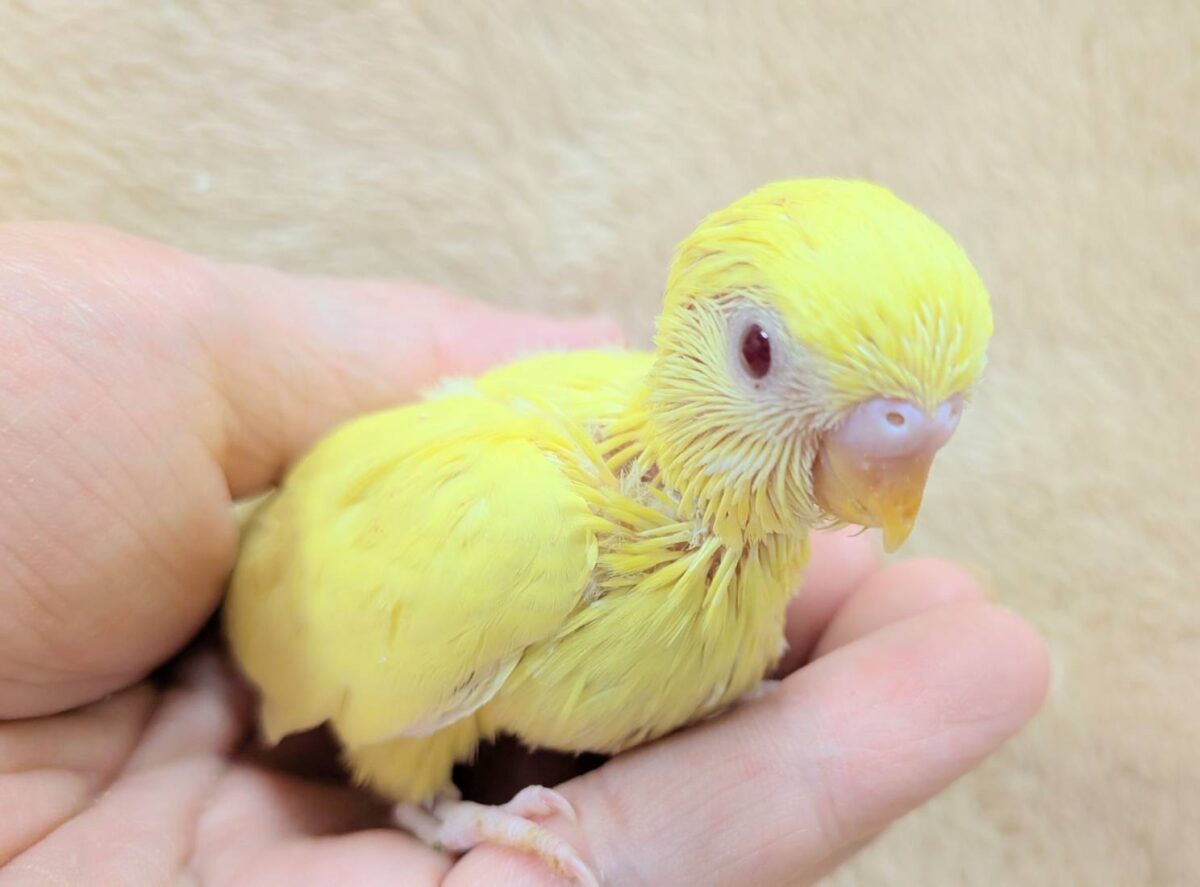 【最新画像】まっきっきーのヒヨコちゃん🐣💛セキセイインコ(ルチノー) ヒナ セキセイインコ