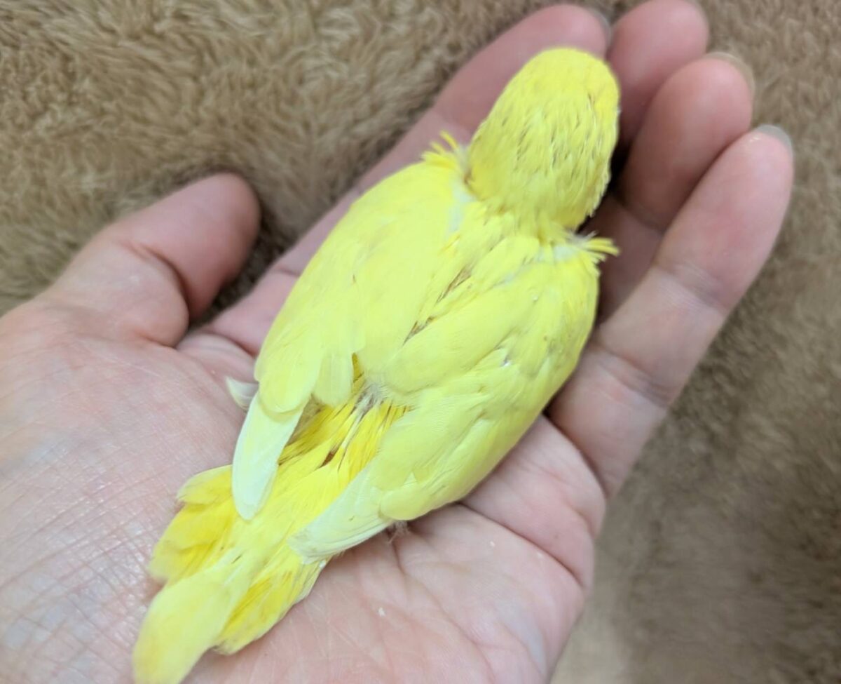 【最新画像】まっきっきーのヒヨコちゃん🐣💛セキセイインコ(ルチノー) ヒナ セキセイインコ