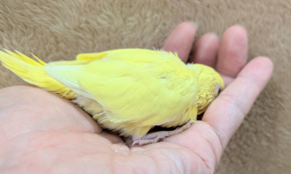 【最新画像】まっきっきーのヒヨコちゃん🐣💛セキセイインコ(ルチノー) ヒナ セキセイインコ
