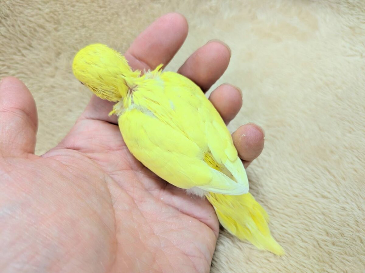 【最新画像】まっきっきーのヒヨコちゃん🐣💛セキセイインコ(ルチノー) ヒナ セキセイインコ