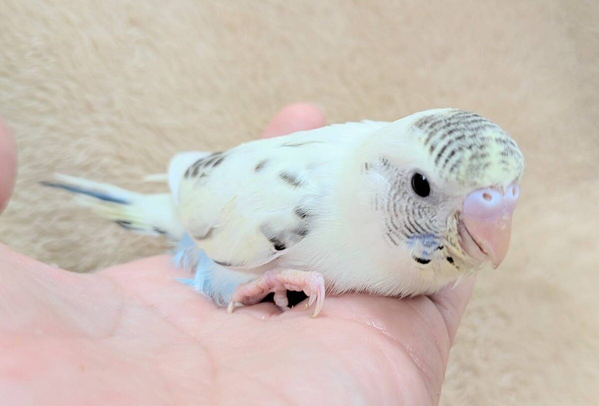 【最新画像】好奇心いっぱいのキラキラおめめ🐣💫セキセイインコ(クリームハルクイン) ヒナ セキセイインコ