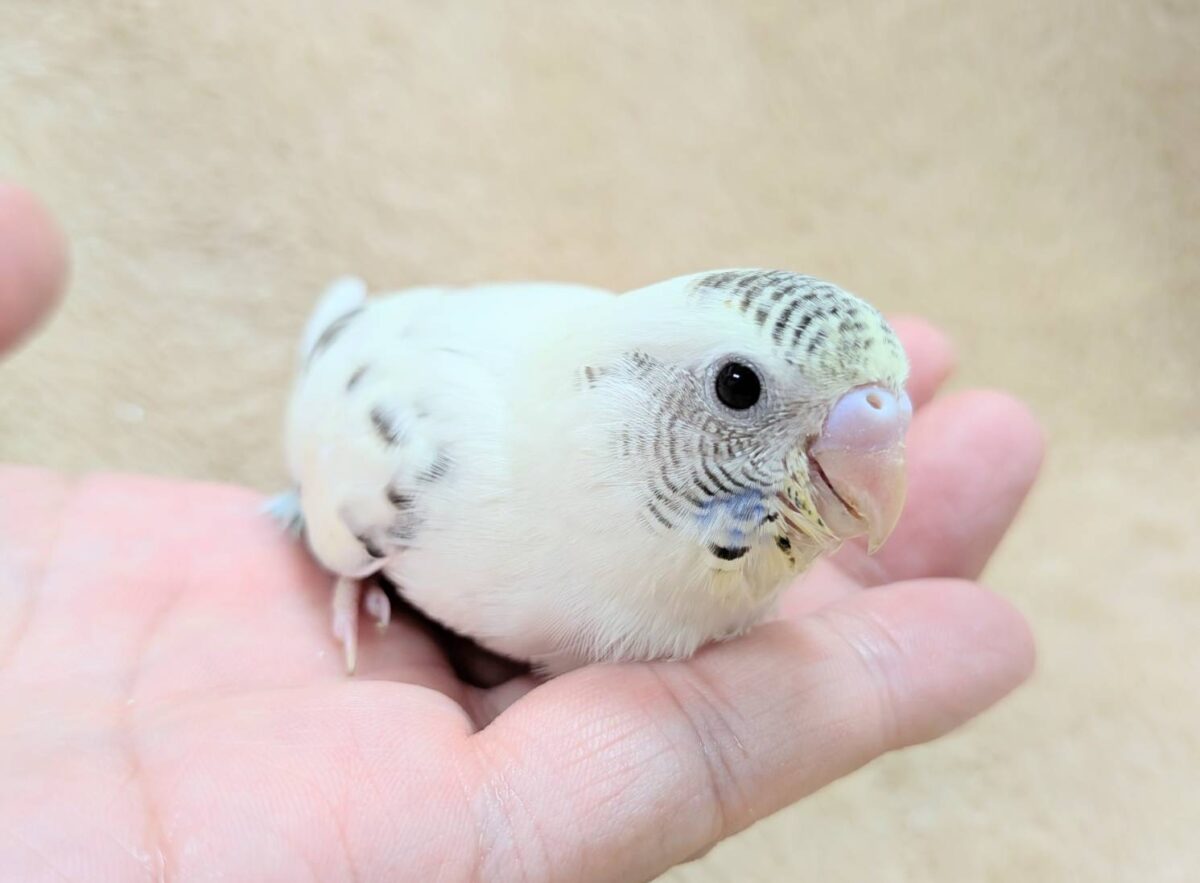 【最新画像】好奇心いっぱいのキラキラおめめ🐣💫セキセイインコ(クリームハルクイン) ヒナ セキセイインコ
