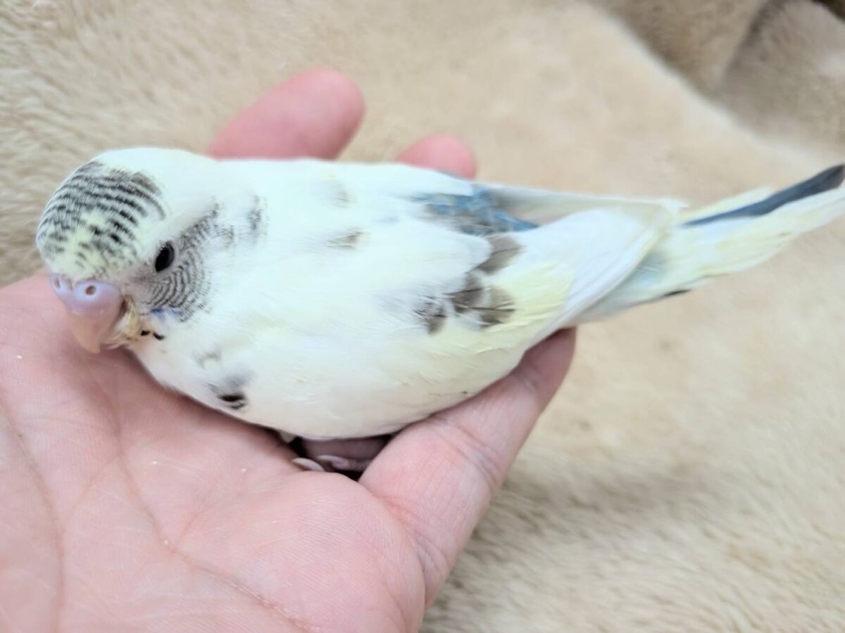 【最新画像】好奇心いっぱいのキラキラおめめ🐣💫セキセイインコ(クリームハルクイン) ヒナ セキセイインコ
