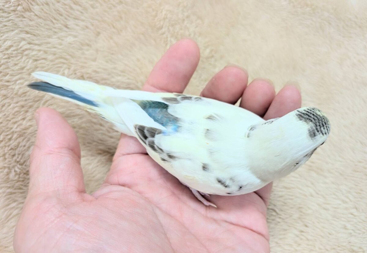 【最新画像】好奇心いっぱいのキラキラおめめ🐣💫セキセイインコ(クリームハルクイン) ヒナ セキセイインコ